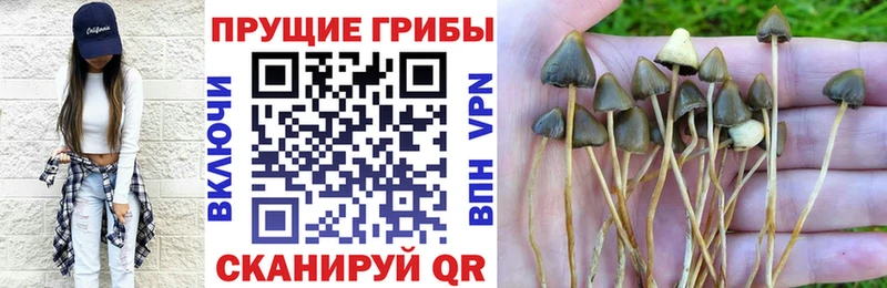 Купить закладки  Лыткарино  Галлюциногенные грибы GOLDEN TEACHER 